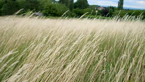 Yellow-dry-grass-in-summer-wobbles-in-the-wind