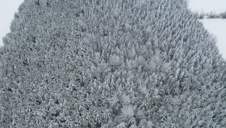 Fresh,-clean-white-snow-covers-the-ground-and-branches-of-evergreen-trees-separating-farm-fields-in-winter