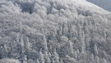 Aerial-Shot-Of-Coniferous-Trees-In-A-Mountain-Landscape-Covered-In-Snow,-Winter-Wonderland