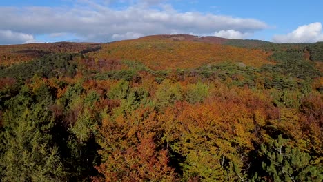 Drone-going-up-cinematic-drone-flight-over-some-trees-in-autumn-forest-and-a-blue-sky---Arial-view
