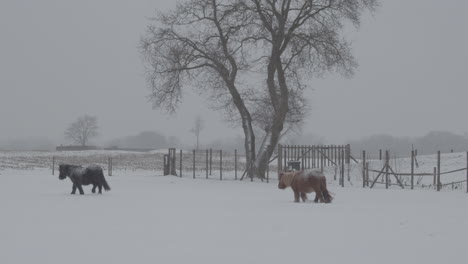 Zwei-Ponys,-Die-Durch-Die-Verschneite-Wiese-Laufen