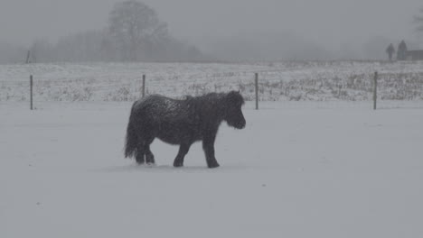 Pony-walking-through-snow-covered-meadow-in-severe-winter-weather---close