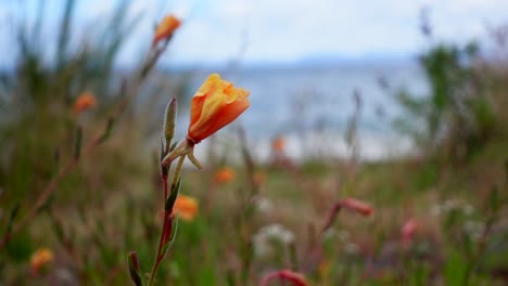 Colorful-flower-on-shore-of-Lake-Taupo-in-New-Zealand,-slow-motion