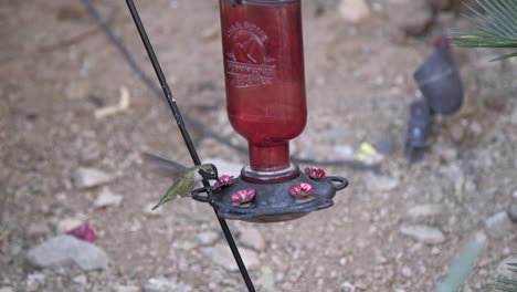 A-hummingbird-drinking-at-a-feeder-suddenly-flies-off