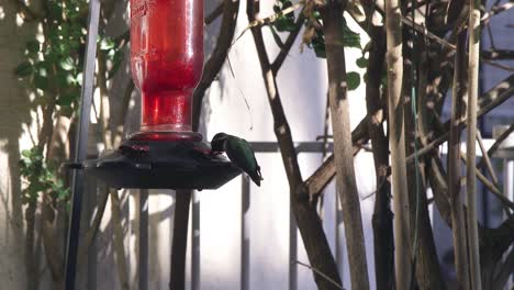 An-Anna's-Hummingbird-nervously-sips-nectar-from-a-red-hummingbird-feeder,-Scottsdale,-Arizona