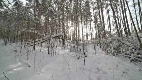 Sonne-Scheint-Zwischen-Schneebedeckten-Bäumen-Bei-Sonnenuntergang-Im-Schneebedeckten-Wald-Mit-Sonnenlicht,-Das-Durch-Die-Bäume-Späht