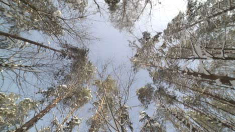 4k-50-Fps-Himmel-Sichtbar-Durch-Pinien-Im-Verschneiten-Winterwald-An-Einem-Schönen-Tag