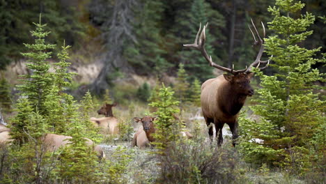 Large-bull-elk-walking-in-front-of-group-of-female-elks-laying-on-ground