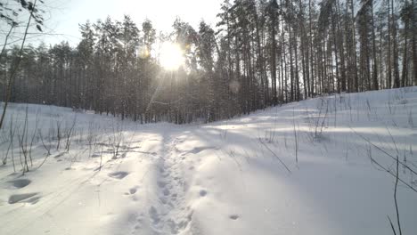 4k-50-Fps-Wanderweg,-Der-Tief-In-Den-Wald-Führt,-Während-Es-Im-Winter-Schneit