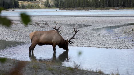Large-beautiful-elk-drinking-water-from-stream-in-Northern-America-wilderness