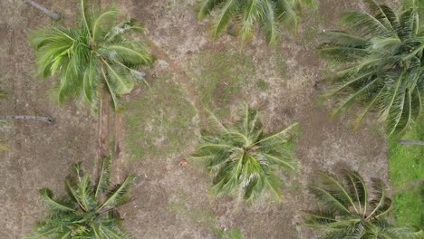 Drone-dolly-out-flying-over-coconut-farm-with-farmer-are-walking,-aerial-view