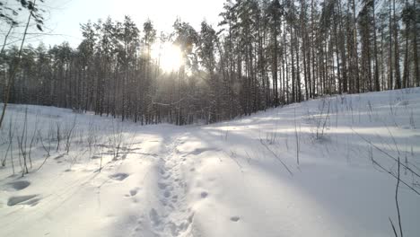 4k-50-Fps-Weicher-Schneefall-Im-Verschneiten-Winterwald-An-Einem-Schönen-Tag