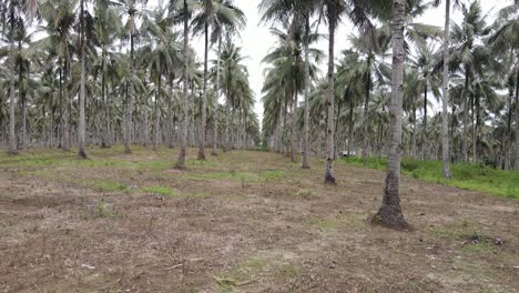 Low-aerial-dolly-in-through-coconut-tree-plantation