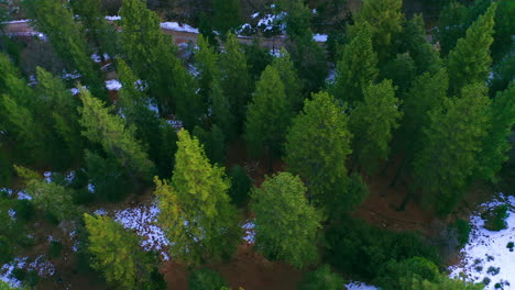 Aerial-view-of-an-evergreen-forest-in-the-mountains-during-winter---dynamic-parallax-motion