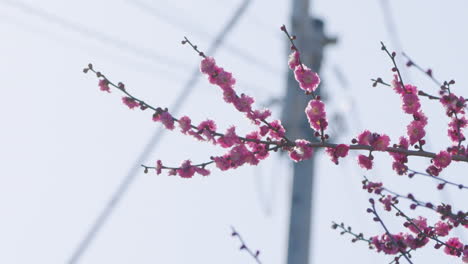 Flores-De-Ciruela-Rosa-Florecientes-En-El-Fondo-Del-Bokeh-Durante-El-Día-Soleado-En-Tokio,-Japón