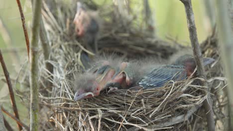 Closeup-view-of-four-newborn-baby-birds-in-nest-with-eyes-still-closed