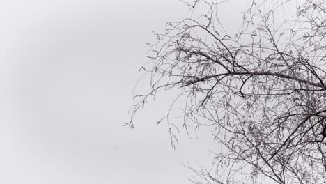 Schnee-Fällt-Durch-Blattlosen-Baum-An-Einem-Kalten-Wintermorgen-|-4k