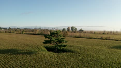 Un-árbol-De-Hoja-Perenne-En-Medio-De-Un-Campo-Agrícola-Lleno-De-Cultivos-Verdes-Altos