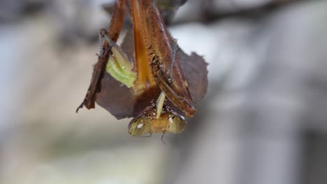 Mantis-De-Hoja-Muerta,-Deroplatys-Desiccata