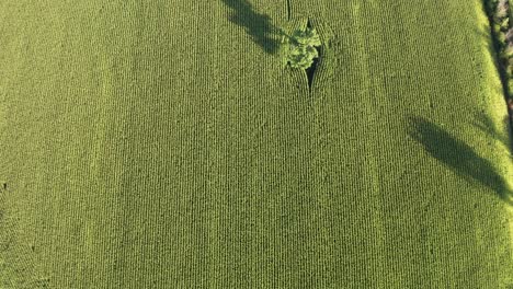 Symmetrical-rows-of-green-crops-in-farm-field