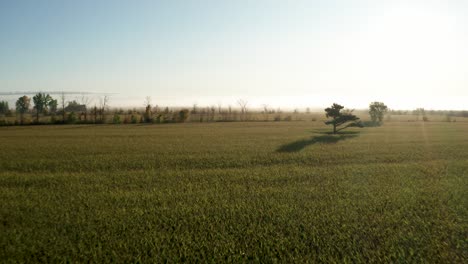 Morgensonne-Direkt-über-Dem-Horizont-Mit-Goldenem-Licht,-Das-Auf-Einem-Bauernhoffeld-Und-Einem-Einsamen-Baum-Inmitten-Grüner-Ernten-Scheint