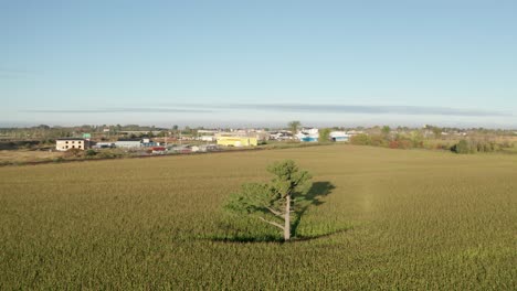 Lone-tall-tree-in-middle-of-farm-field-surrounded-by-crops