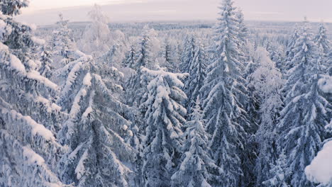Drone-rising-between-snow-covered-trees-and-revealing-vast-forest-by-dawn