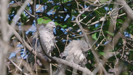 Pair-Of-Pigeons-Perching-And-Cleaning-Feathers-On-The-Tree-Branch---low-angle-shot