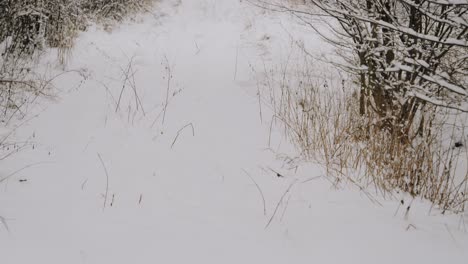 Slow-motion-shot-of-heavy-snowing-caused-by-lake-effect