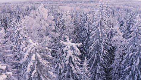 Drone-shot-of-beautiful-snow-covered-trees-by-dawn