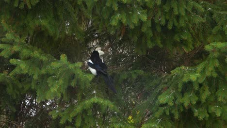 Magpie-eats-bread-on-tree-branch-during-snowfall