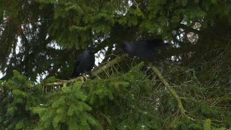 Cuervo-Negro-Roba-Pan-De-Otro-Pájaro
