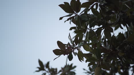 Gentle-foliage-swaying-in-the-calm-twilight-breeze---Detail-shot