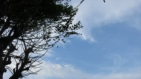 Ein-Baum,-Der-Im-Wind-Gegen-Den-Blauen-Himmelshintergrund-Weht