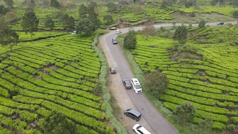 Aerial-drone-shot,-camera-following-car-driving-on-paved-road-in-the-middle-of-the-tea-plantation