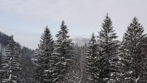 Snowy-coniferous-forest-in-mountains-in-Czechia-in-winter
