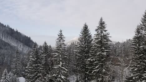 Región-Montañosa-De-Bosques-De-Coníferas-Bajo-La-Nieve-Del-Invierno,-República-Checa