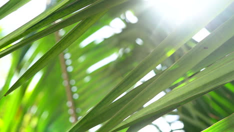 The-bright-sun-shines-through-palm-fronds-in-the-gentle-breeze---isolated-close-up