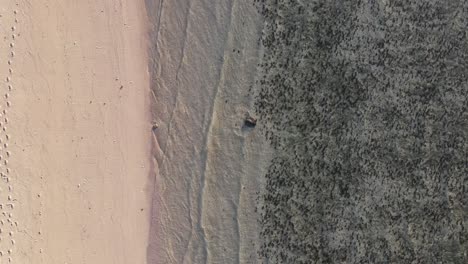 4K-Aquatic-turtle-in-deserted-beach-coast-Aerial-top-view-60FPS-Slow-Motion