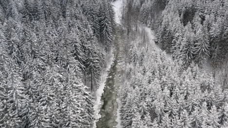 Frozen-river-valley-in-a-coniferous-forest-in-winter-snow,-Czechia