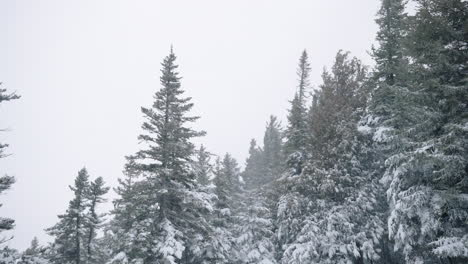 Snow-Covered-Conifer-Forest-Treetops-During-Snowstorm---low-angle-shot