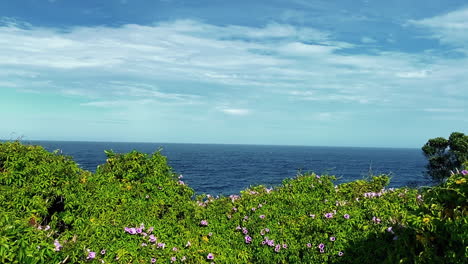 Lila-Wildblumen-Während-Des-Tages-Der-Brise-Am-Plätschernden-Ozean-Des-Clovelly-Beach-In-Australien