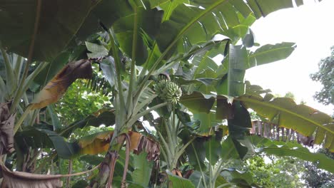 árboles-De-Plátano-Saba-Que-Crecen-En-Las-Llanuras-Planas-De-Filipinas