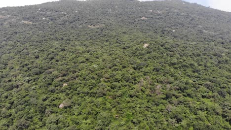 Luftaufnahme-Von-Oben-Nach-Unten-Von-Grünem-Wald-Auf-Dem-Berg-In-Südindien-Während-Des-Hellen-Tages