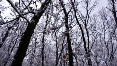 Walking-under-tree-branches-of-forest-trees-covered-in-white-snow