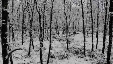 Frozen-trees-covered-in-white-snow-inside-tranquil-forest-in-winter,-cinematic-shot