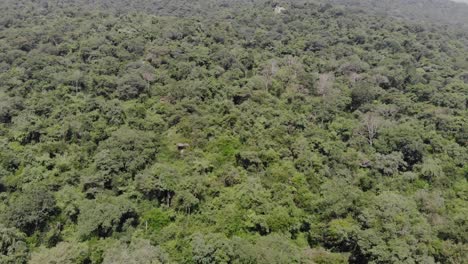Aerial-top-down-shot-of-endless-vast-forest-with-high-trees-growing-on-hill-in-India