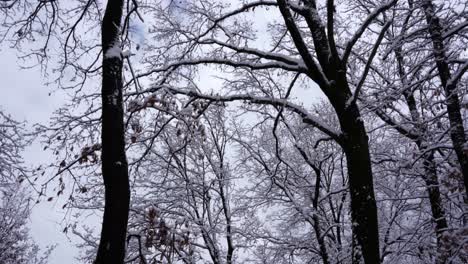 Mysteriöser-Wald-Im-Winter-Mit-Blattlosen-Bäumen,-Die-Mit-Weißem-Schnee-Bedeckt-Sind