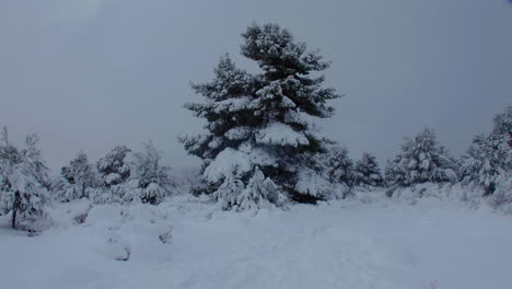 árboles-Cubiertos-De-Nieve-Helada-Paisaje-Invernal-Después-De-La-Ventisca-De-Nieve-Helada