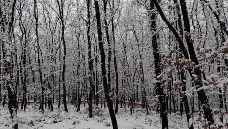 Trockene-Blätter-Und-Äste-Von-Waldbäumen,-Die-In-Einem-Ruhigen-Park-Mit-Weißem-Schnee-Bedeckt-Sind